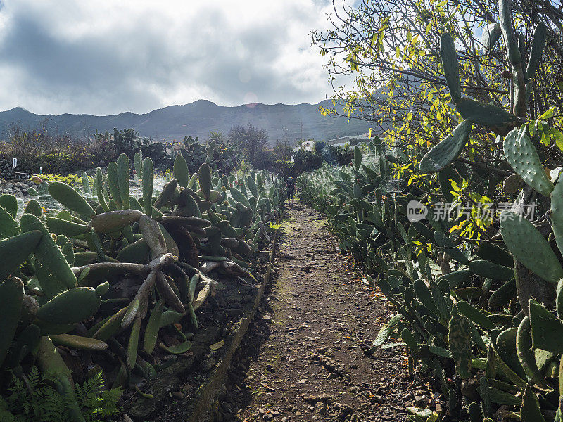 在西班牙加那利群岛，特内里费岛，Teno Alto村的多刺梨仙人掌田或花园之间的小小路。晴天，蓝天